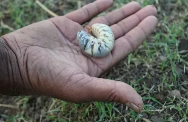 que mangent les gros vers blancs en sseptembre