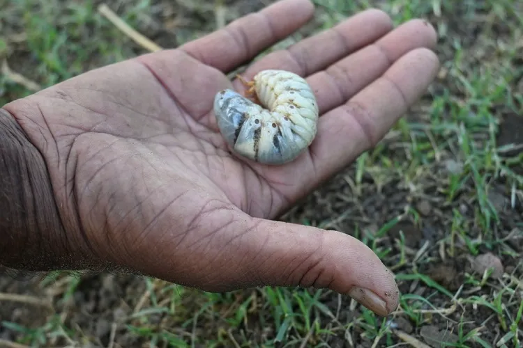 que mangent les gros vers blancs en sseptembre