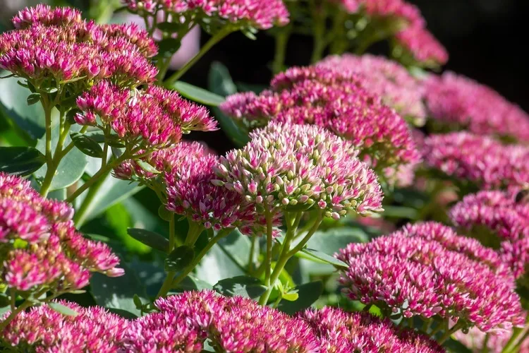 sédums plante médicinale à floraison prolongée