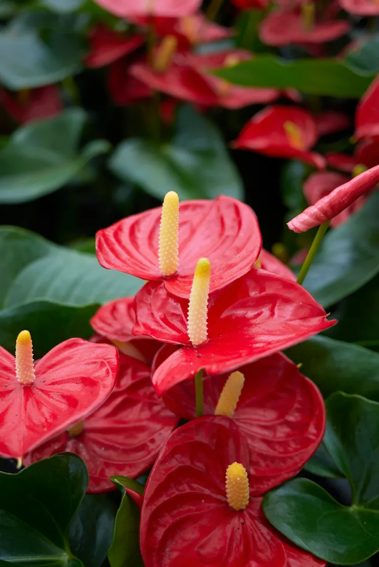 Quelle plante fleurie toilette lumière,quelle plante fleurie pour une toilette sans lumière