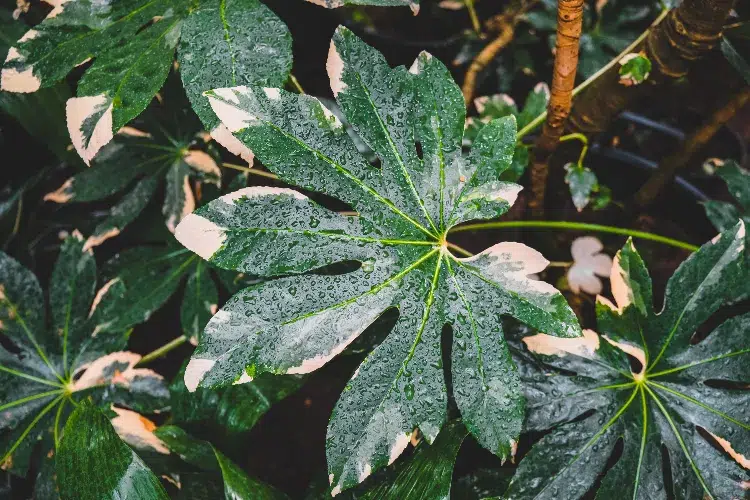 arroser le fatsia japonais 2024