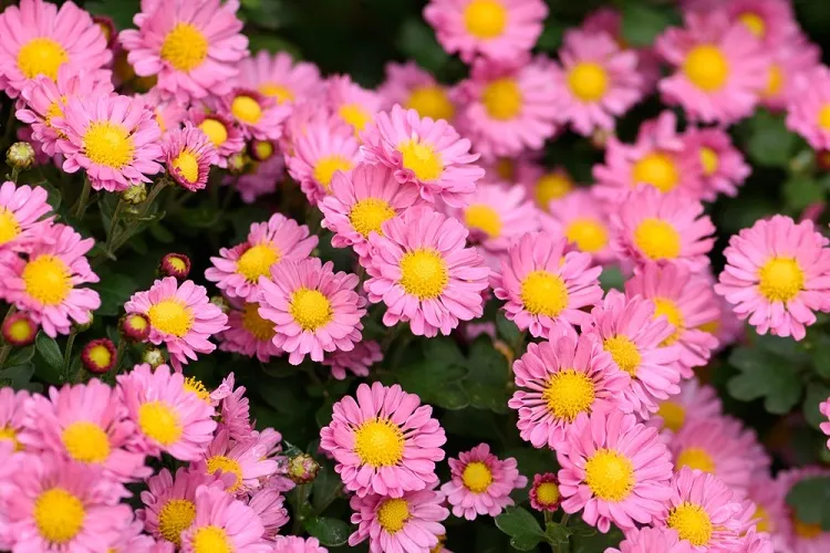 aster à fleurs roses abondantes