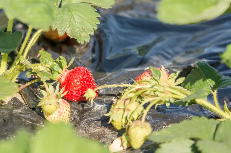 bâche des fraisiers le pourquoi du comment