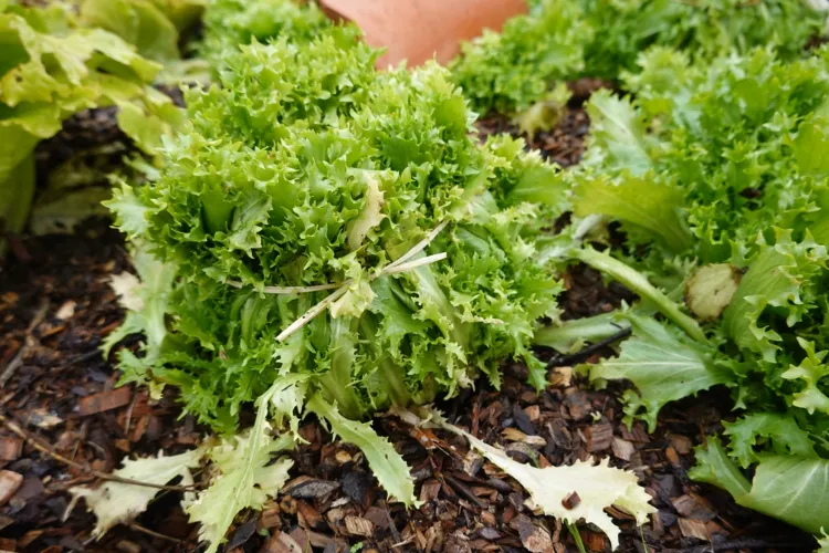 blanchir les chicorées frisées en attachant les feuilles ensemble