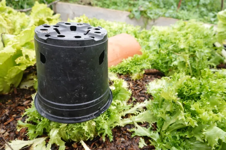 blanchir les chicorées frisées en couvrant les plantes avec un pot en plastique