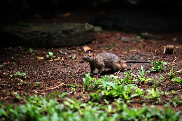 chasser les rats du jardin