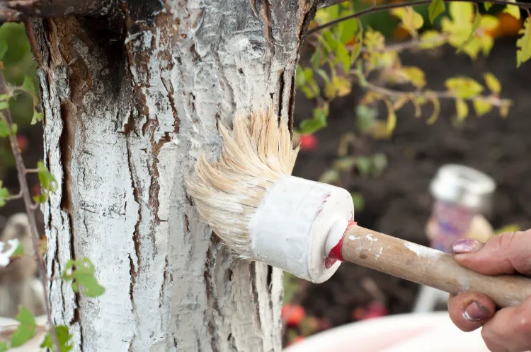 chauler les arbres fruitiers en automne,chauler arbres fruitiers automne