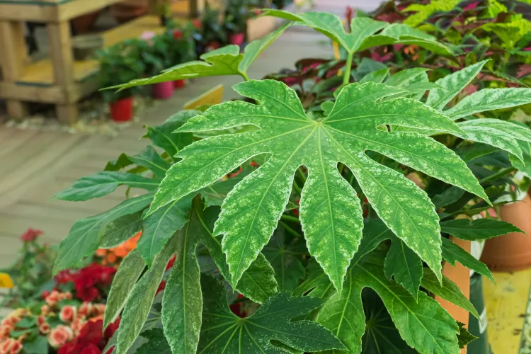 comment entretenir un fatsia japonais