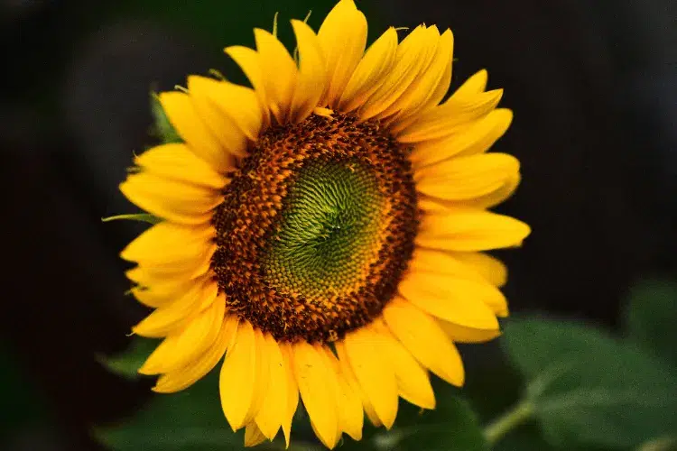 comment faire sécher les tournesols