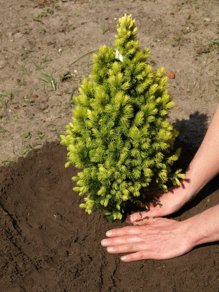 comment planter des conifères au jardin