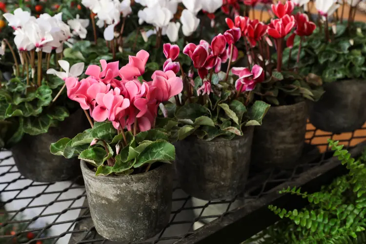 comment planter des cyclamens en pots en automne quand 