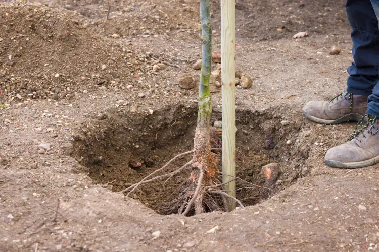 arbres fruitiers à planter en septembre