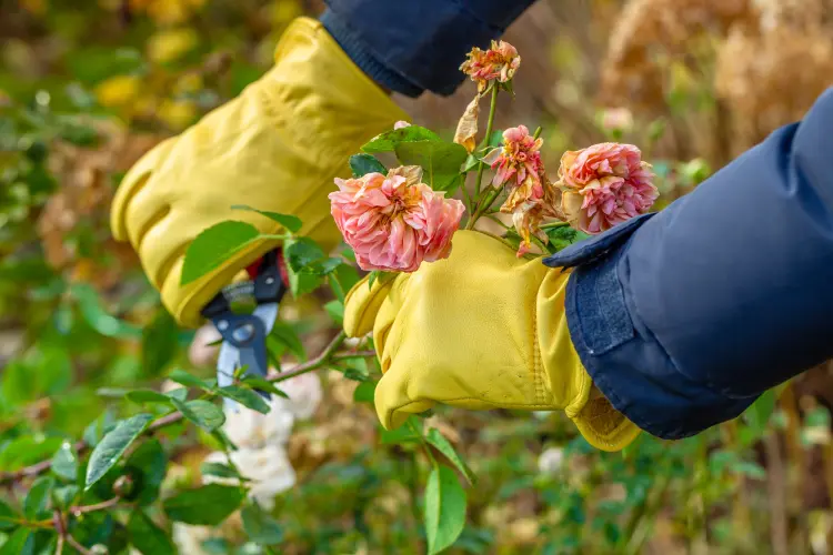 comment préparer les rosiers pour l'automne et enlever les fleurs fanées