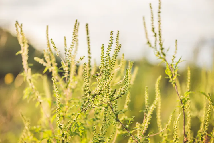 comment se débarrasser de l'ambroisie à feuilles d'armoise au jardin