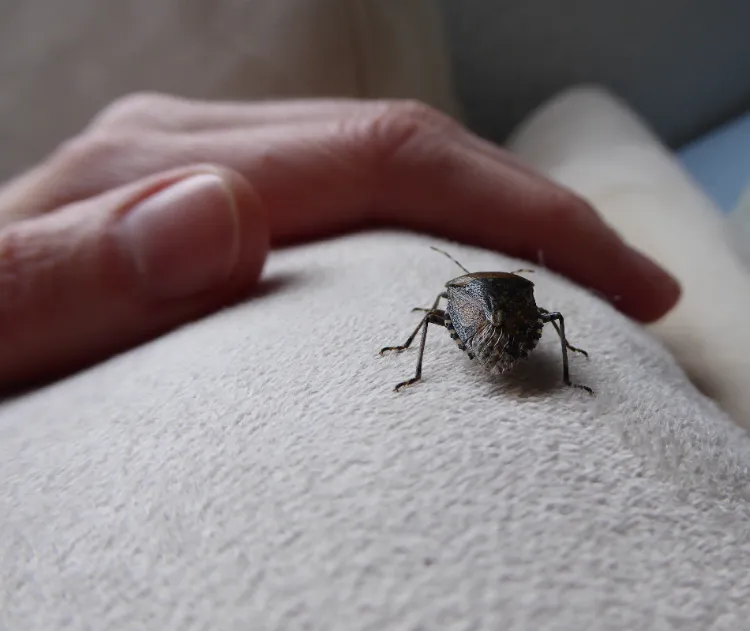 comment se débarrasser des punaises dans une maison