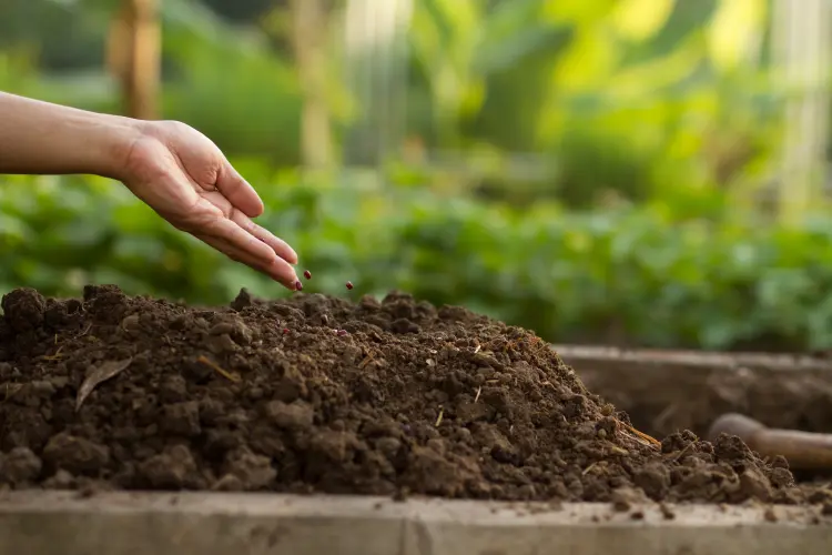 compost et fertilisants pour les fleurs d'automne 