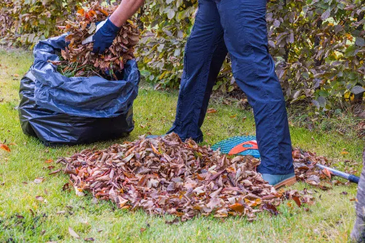 Compostage des feuilles mortes en automne,Compostage feuilles mortes automne