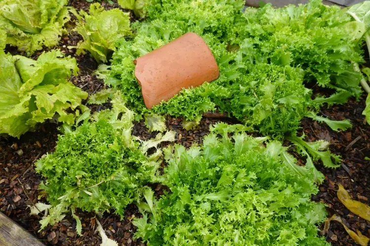 couvrir les feuilles des chicorées avec des tuiles plates pour les attendrir