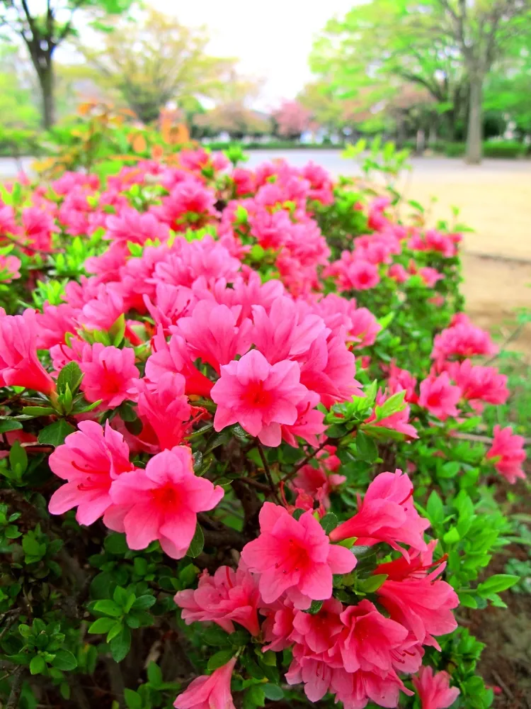 des conseils pour planter des azalées en septembre pour avoir une floraison abondante au printemps