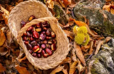 des idées écologiques pour réutiliser les écorces de châtaignes