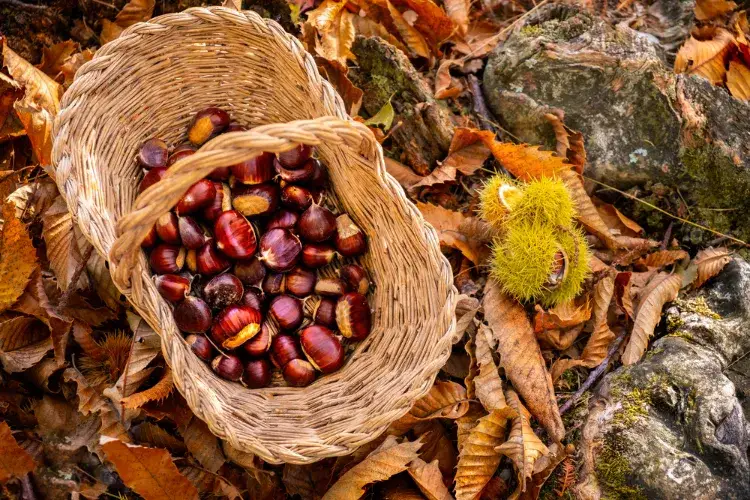 des idées écologiques pour réutiliser les écorces de châtaignes