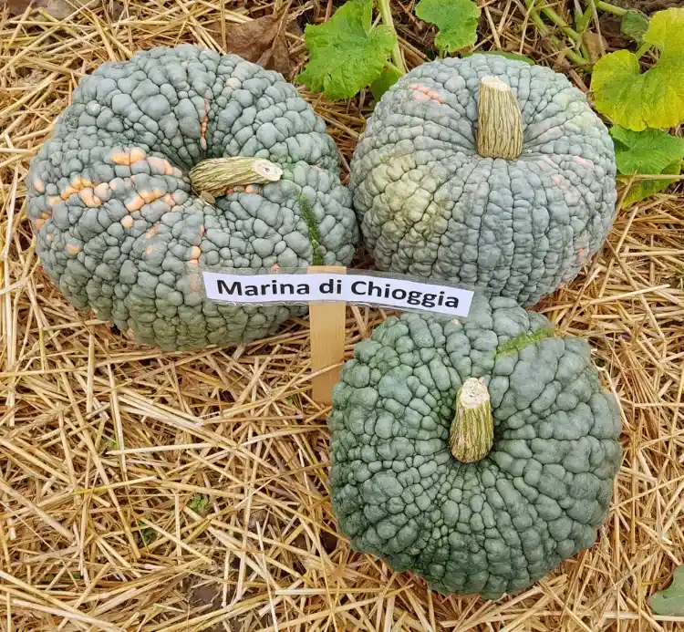 des variétés de potiron résistantes aux maladies fongiques communes marina di chioggia