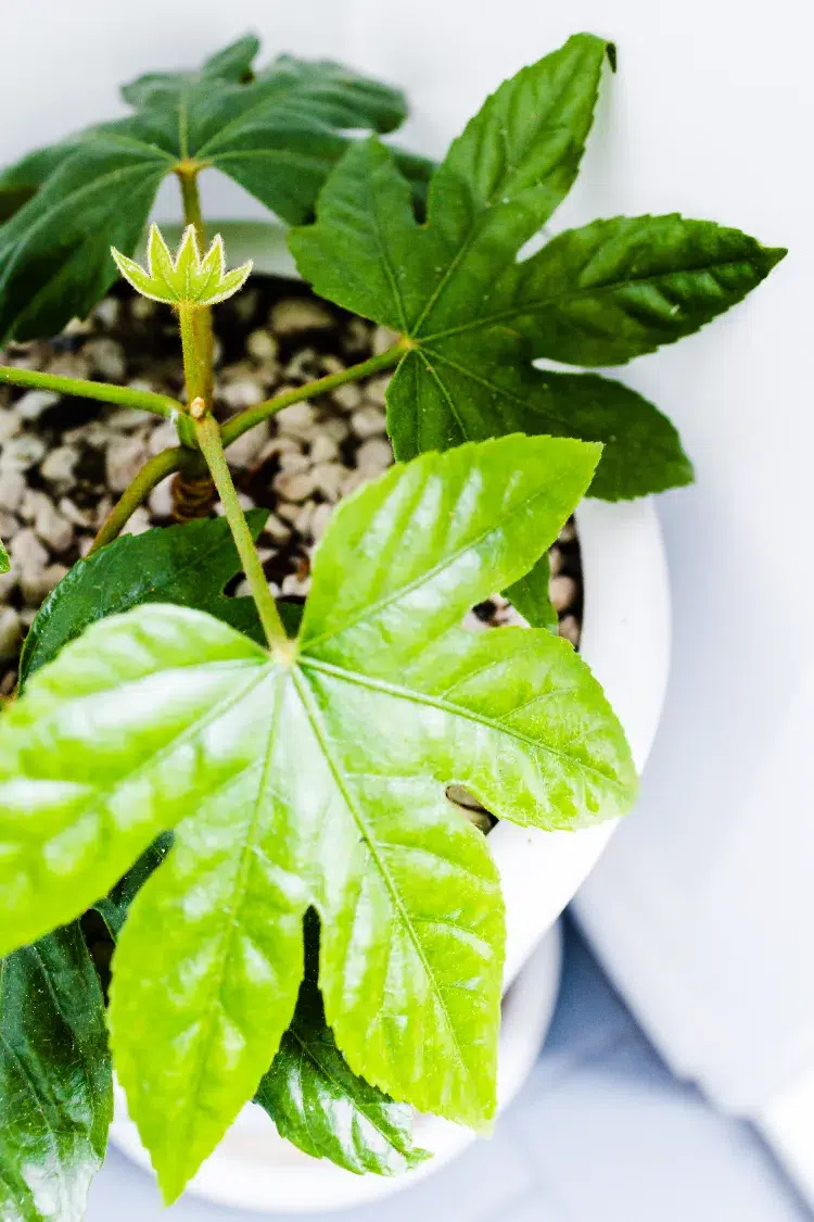 entretenir le fatsia japonais