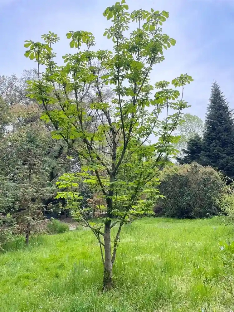 faire pousser un châtaignier à partir d’une châtaigne dans le jardin