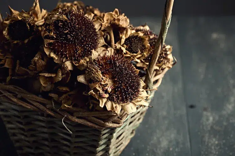 faire sécher les tournesols