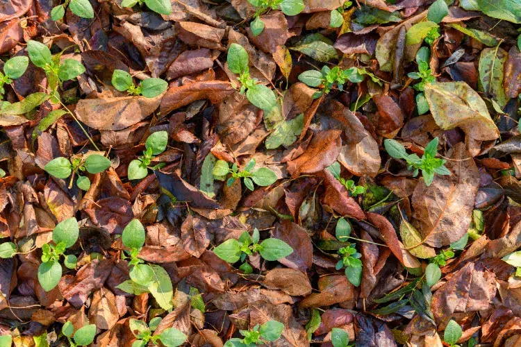 Compostage des feuilles mortes en automne,Compostage feuilles mortes automne