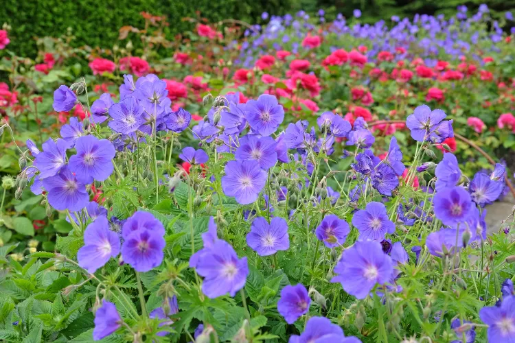 Jardin en fleurs toute l&#039;année,Jardin fleurs toute l&#039;année,jardin fleurs toute lannée,Fleurs toute l&#039;année,Fleurs toute lannée