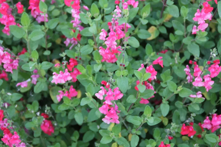 Jardin en fleurs toute l&#039;année,Jardin fleurs toute l&#039;année,jardin fleurs toute lannée,Fleurs toute l&#039;année,Fleurs toute lannée