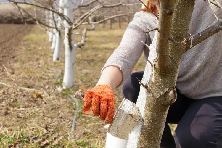 lait de chaux sur les fruitiers 2024