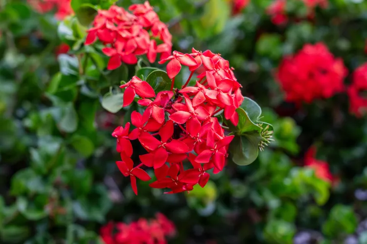 Jardin en fleurs toute l&#039;année,Jardin fleurs toute l&#039;année,jardin fleurs toute lannée,Fleurs toute l&#039;année,Fleurs toute lannée