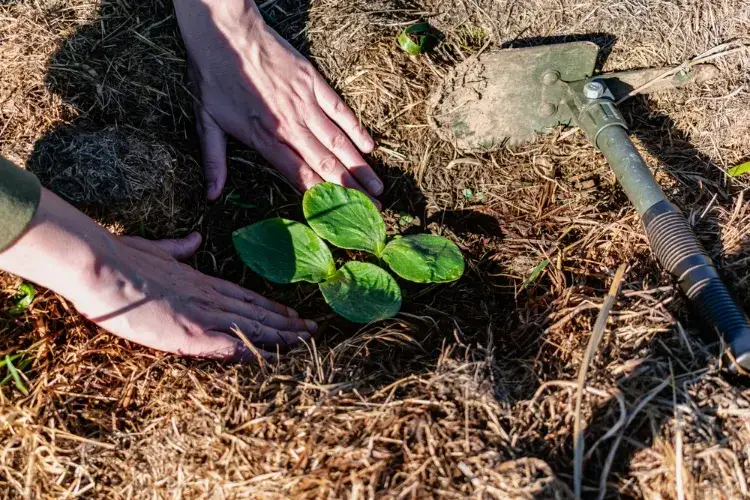 le paillage autour des plantes réduit le risque de pourriture