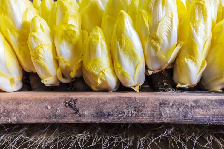 l'endive jaune se cultive idéalement en automne et en hiver