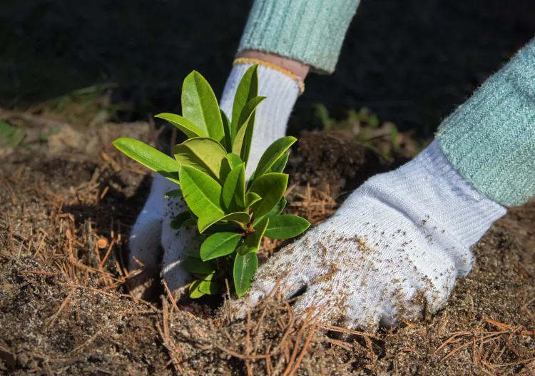 les meilleurs conseils pour planter des azalées en septembre