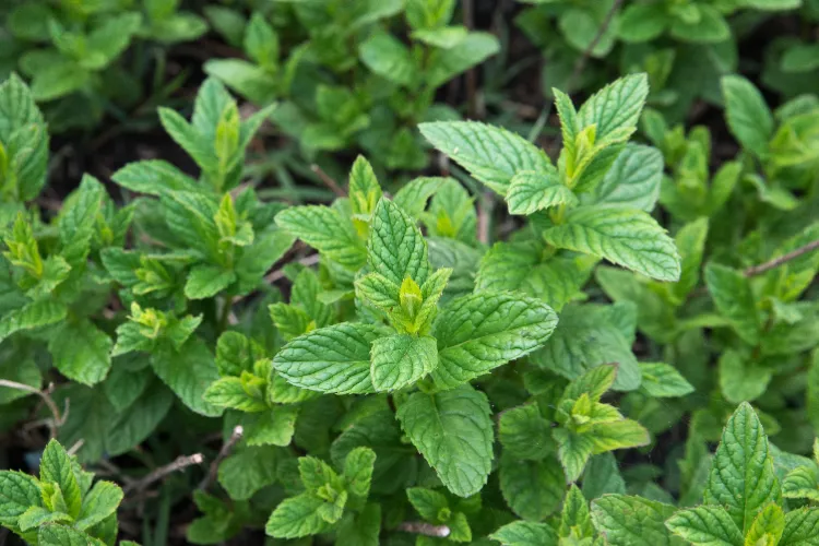 les plantes odorantes contre les rats