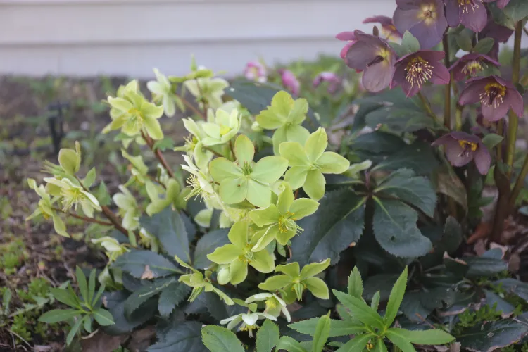 Jardin en fleurs toute l&#039;année,Jardin fleurs toute l&#039;année,jardin fleurs toute lannée,Fleurs toute l&#039;année,Fleurs toute lannée