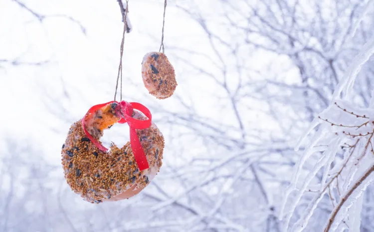 mangeoire à oiseaux en forme de couronne à accrocher au jardin pour attirer les oiseaux