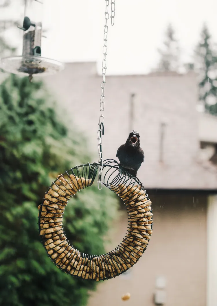 mangeoire à oiseaux en métal à suspendre