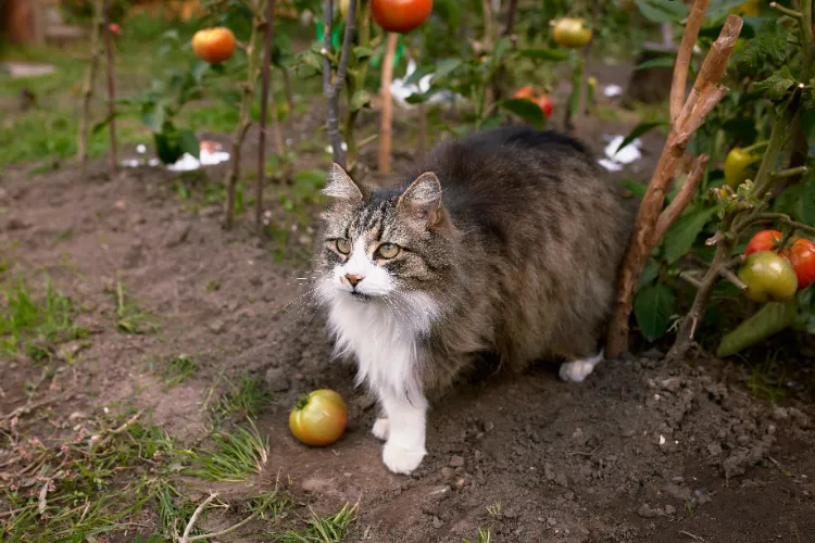 neutraliser l'effet d'urine de chat dans le jardin