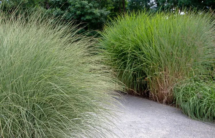 où planter le miscanthus dans le jardin