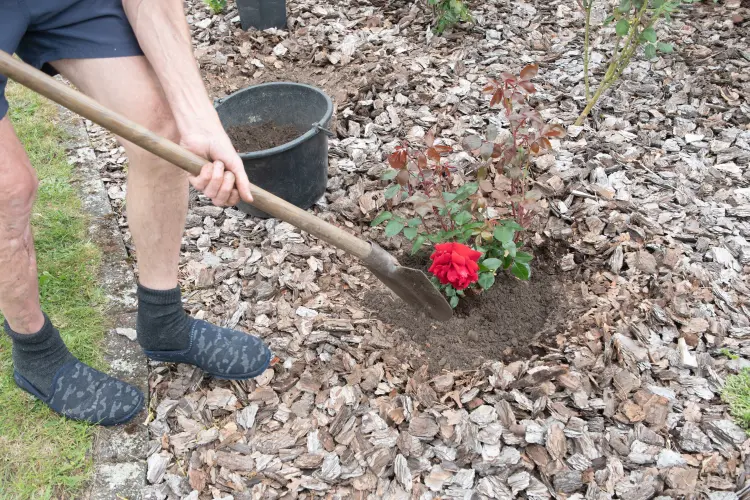 peut on planter des rosiers en automne 