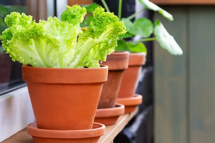 peut on planter des salades en pots en automne comment 