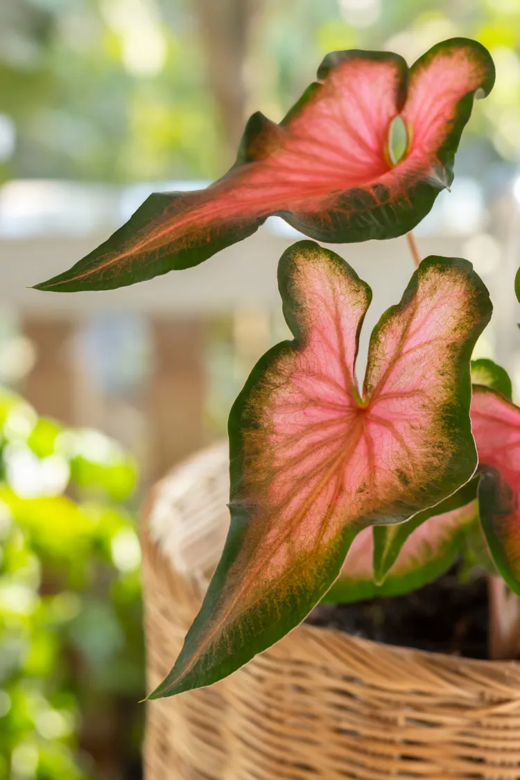 Quelle plante fleurie toilette lumière,quelle plante fleurie pour une toilette sans lumière