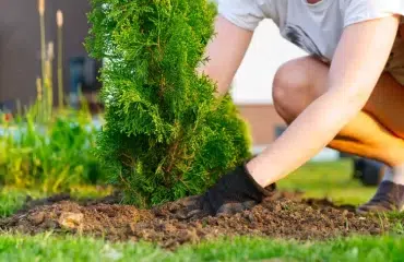 planter des conifères en septembre