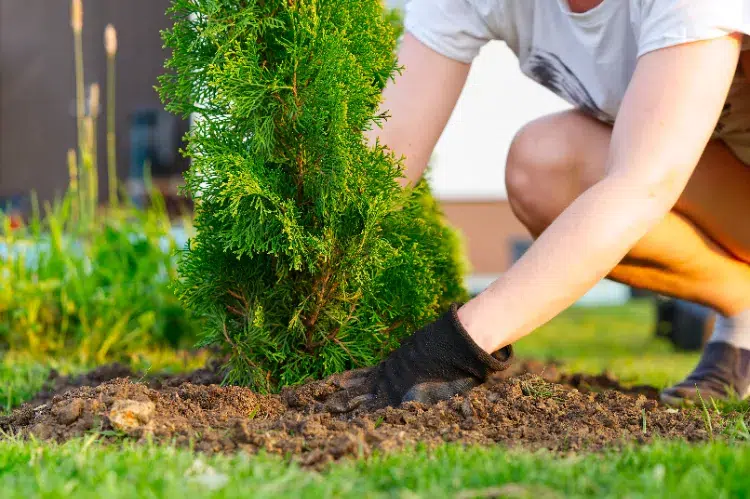 planter des conifères en septembre