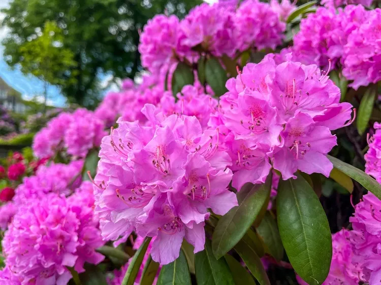 plantes acidophiles à fleurs