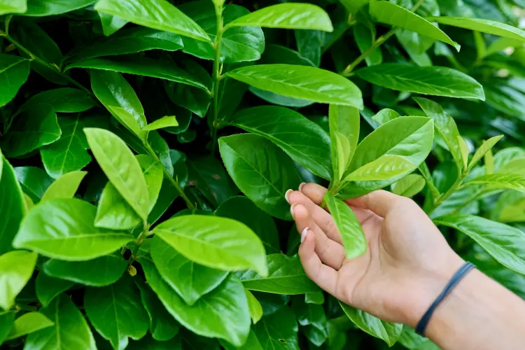 plantes brise vent à croissance rapide 